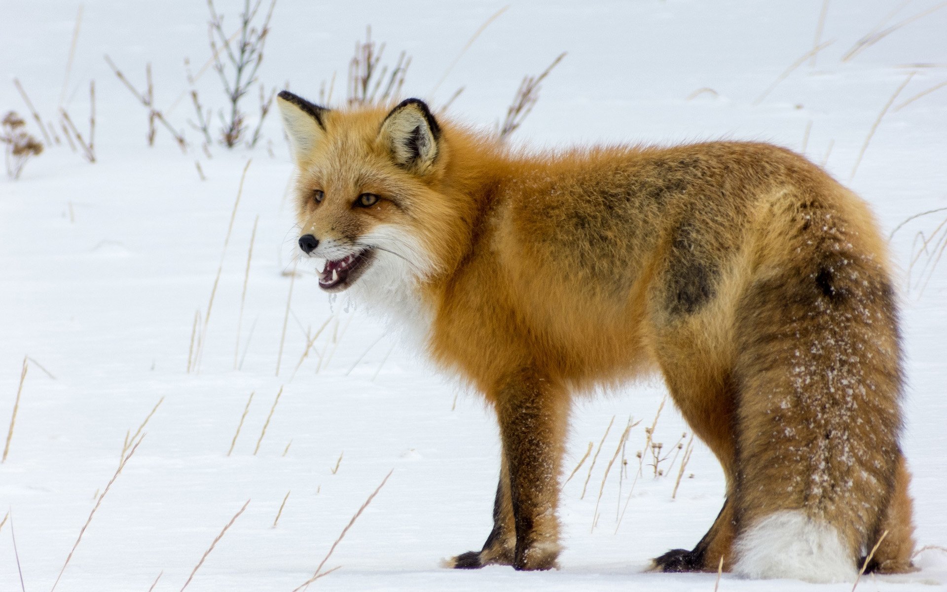 A vibrant red fox stands in a snowy landscape, showcasing its fluffy fur and alert expression. This captivating animal image serves as a stunning HD PC desktop wallpaper.