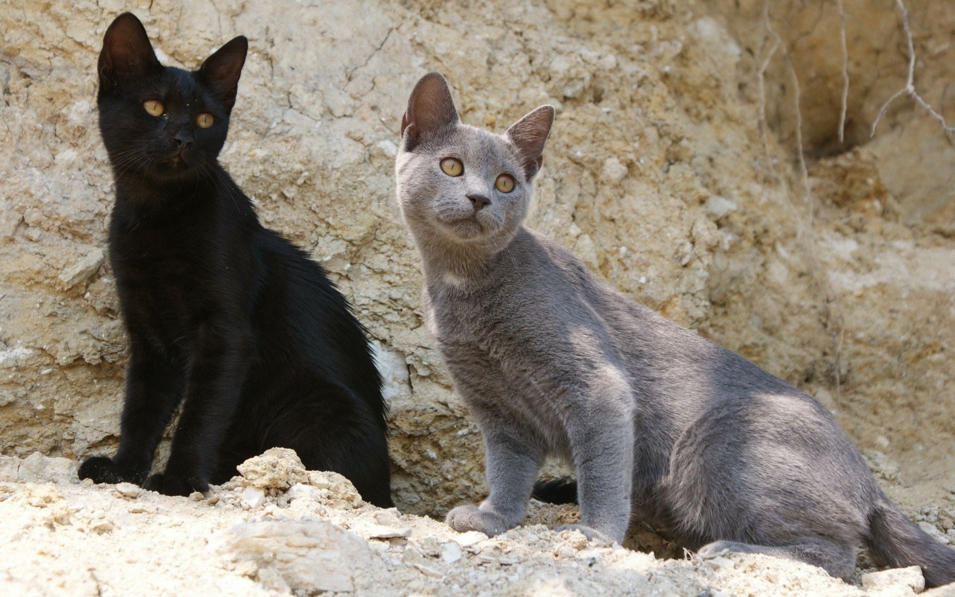 A striking HD desktop wallpaper featuring two cats—a sleek black cat and a light gray cat—positioned on a rocky surface, showcasing their curious expressions.