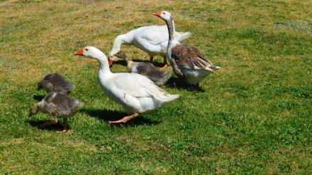 A charming group of geese, including fluffy baby animals, strolls across a lush green field. This HD image showcases the beauty of nature and wildlife.