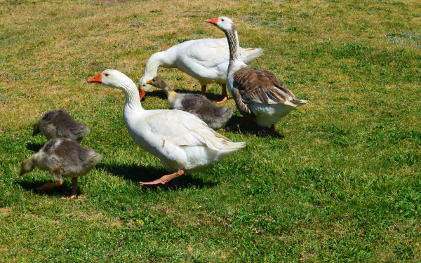A charming group of geese, including fluffy baby animals, strolls across a lush green field. This HD image showcases the beauty of nature and wildlife.