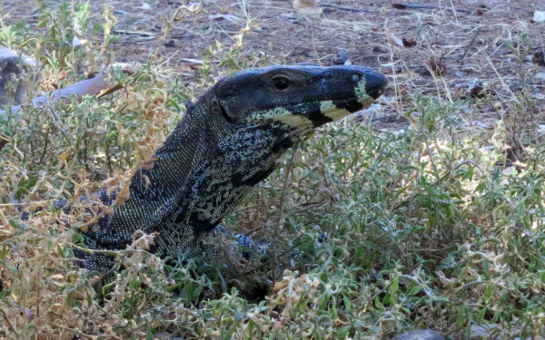 HD desktop wallpaper featuring a monitor lizard partially hidden among dry grass and foliage in a natural outdoor setting.