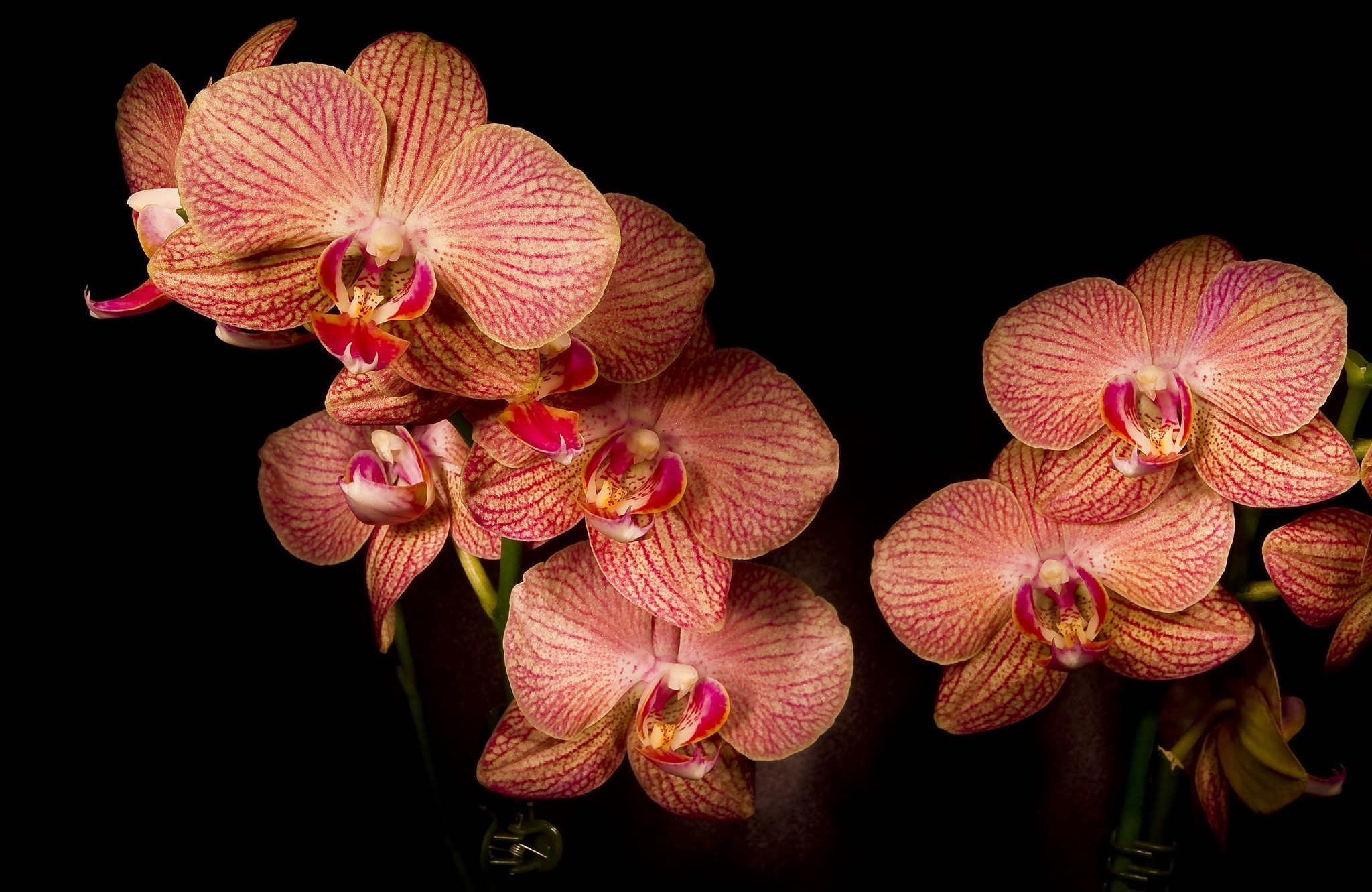 Red Orchid Wallpaper