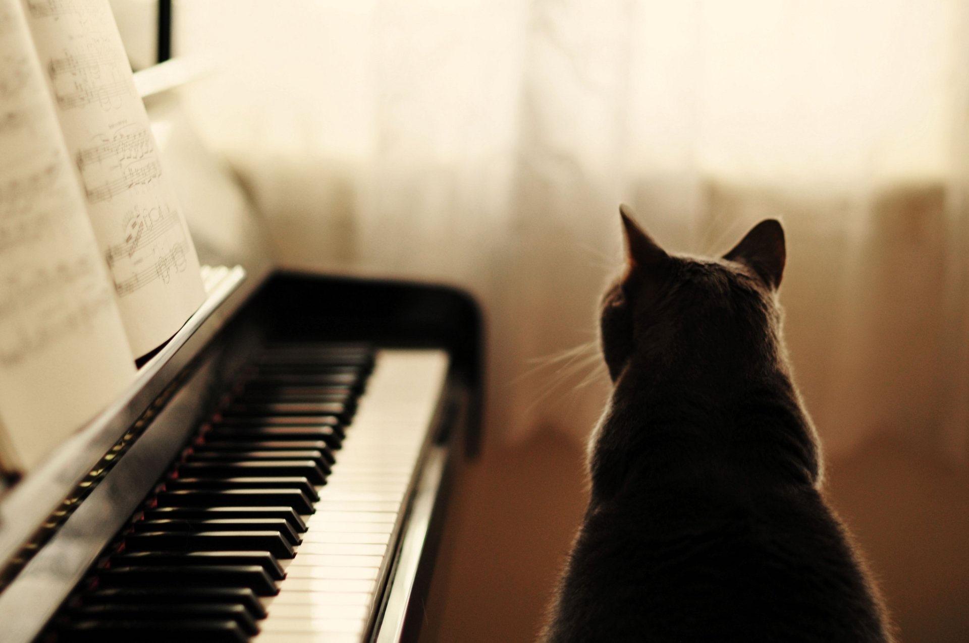 A serene cat sits in front of a piano, bathed in natural light, creating a calming atmosphere. This HD desktop wallpaper captures a peaceful moment in a cozy setting.