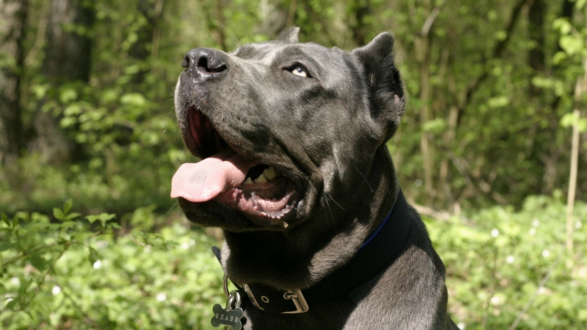 Cane Corso - Desktop Wallpapers, Phone Wallpaper, PFP, Gifs, and More!