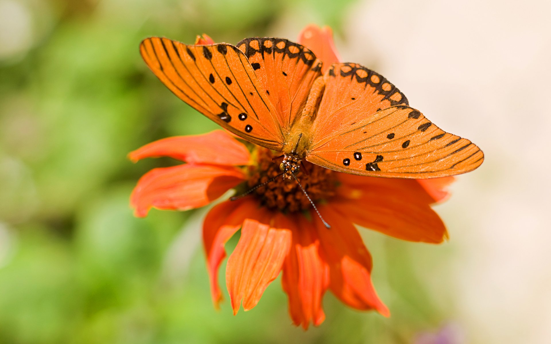 A vibrant orange butterfly perched on a bright flower, set against a lush green background, creates an enchanting HD desktop wallpaper and background for nature lovers.