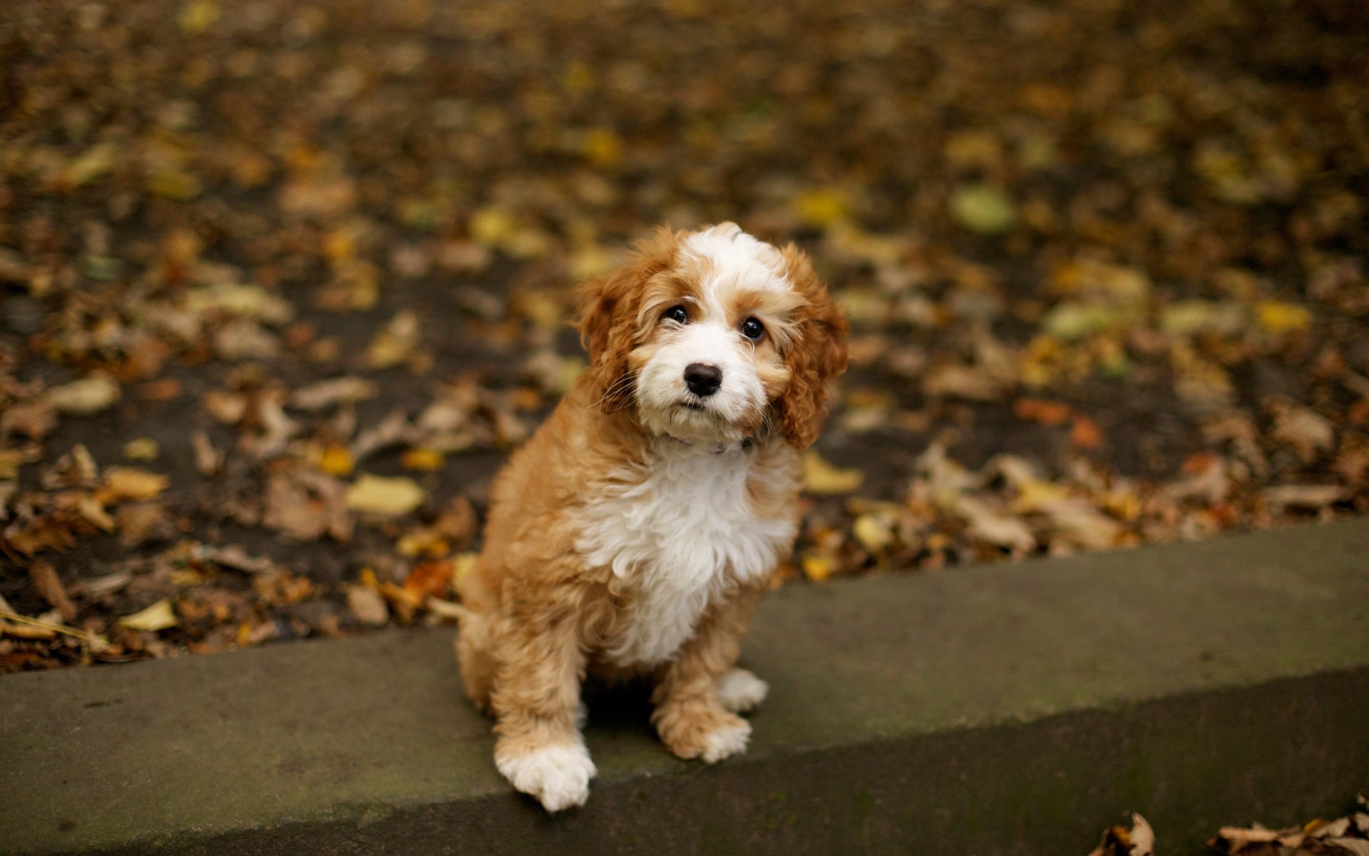 Puppy HD Wallpaper | Background Image | 2880x1800 | ID:462857