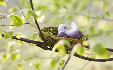 egg Animal nest HD Desktop Wallpaper | Background Image