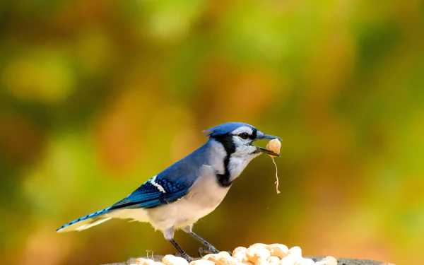 Animal blue jay HD Desktop Wallpaper | Background Image