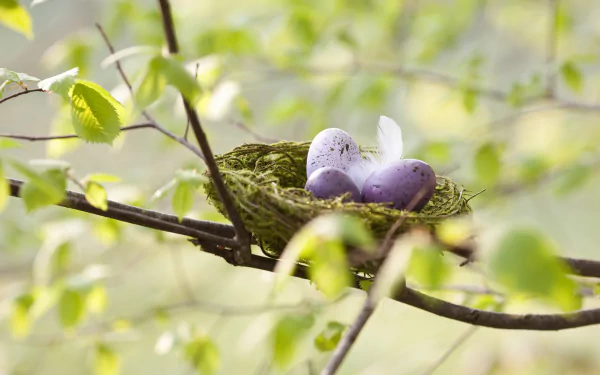 egg Animal nest HD Desktop Wallpaper | Background Image