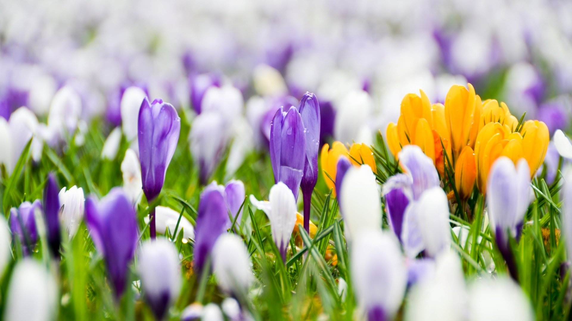 Download Nature Crocus 4k Ultra HD Wallpaper