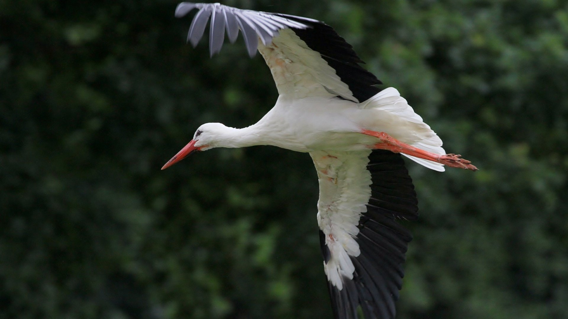 A white stork in flight with wings spread, captured in sharp detail, set against a blurred green background, featured as a 4K Ultra HD desktop wallpaper.