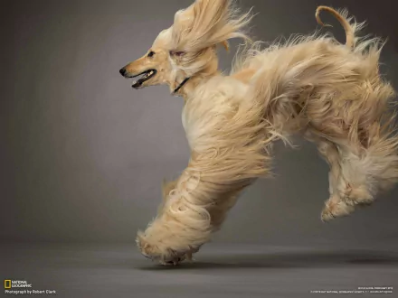 HD PC desktop wallpaper of a cream Afghan Hound dog (animal) sprinting, its long flowing coat frozen mid-run against a neutral background.