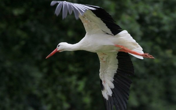 Animal White stork Birds Storks Bird HD Wallpaper | Background Image