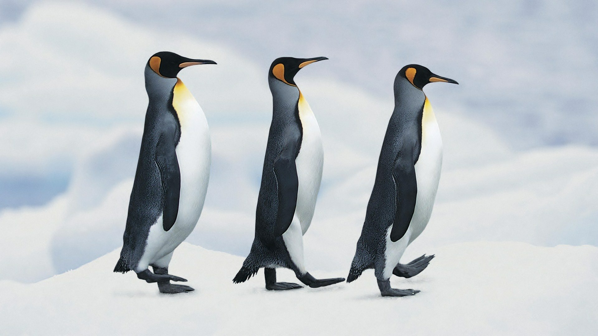 HD PC desktop wallpaper featuring three king penguins walking on snow, showcasing the animal's natural habitat with a soft, icy background.