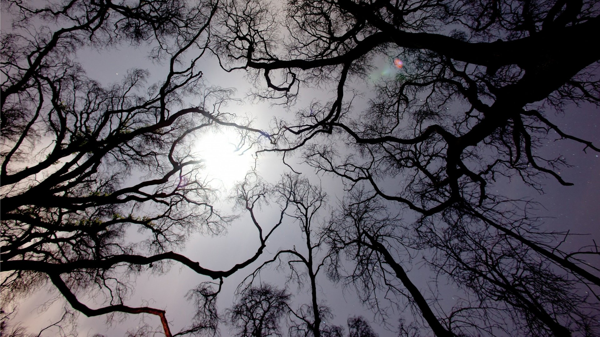 Download Nature Tree 4k Ultra HD Wallpaper