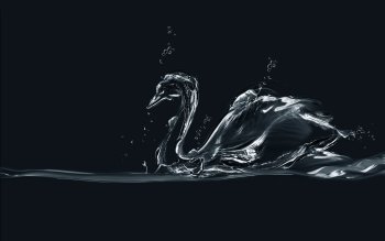 28 Black Swan HD Wallpapers | Background Images - Wallpaper Abyss