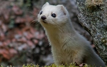 30 Ferret Hd Wallpapers Background Images