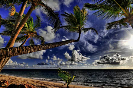 nature palm tree HD Desktop Wallpaper | Background Image