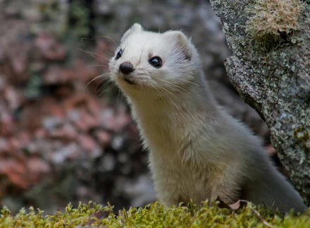 HD desktop wallpaper featuring a close-up of a curious ferret peeking from behind a rock in a natural, outdoor setting.