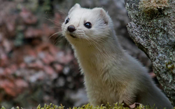 Animal ferret HD Desktop Wallpaper | Background Image