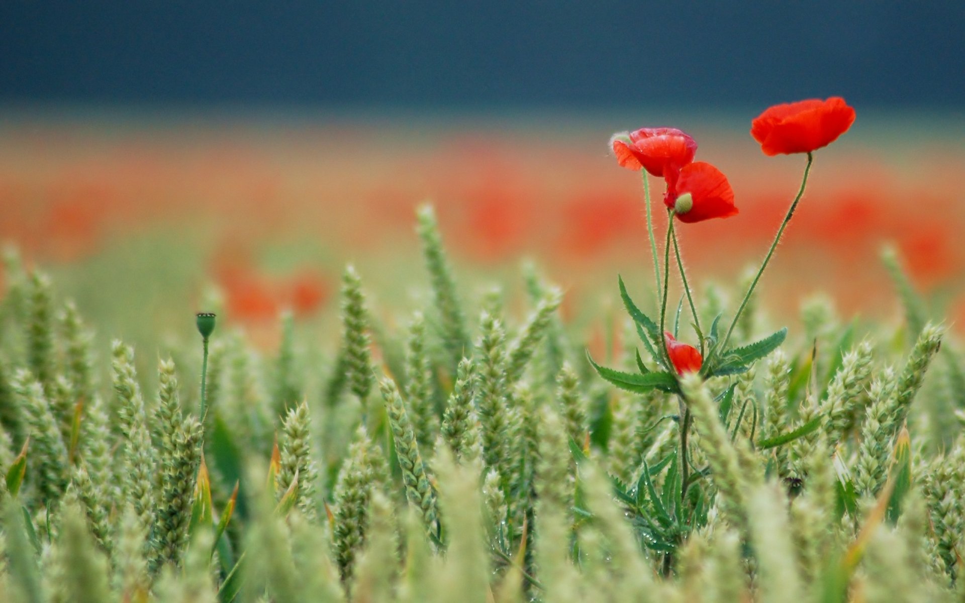 Download Nature Poppy HD Wallpaper