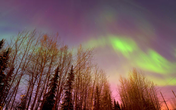 4K Ultra HD desktop wallpaper showcasing vibrant green aurora borealis lighting up a night sky above silhouetted trees in a serene natural landscape.