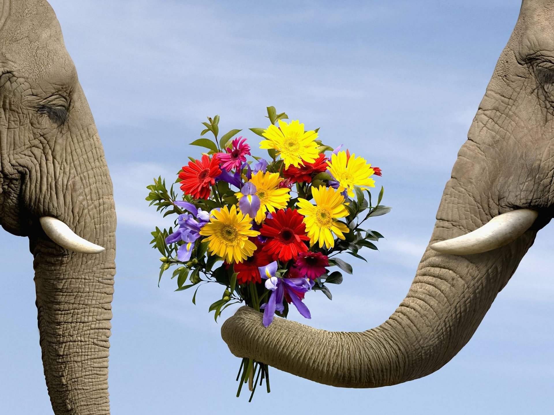 Two elephants gently share a vibrant bouquet of flowers against a clear sky, capturing a moment of love and connection in this HD desktop wallpaper.