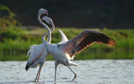 HD PC desktop wallpaper featuring two elegant flamingos standing in shallow water with one spreading its wings against a blurred natural background.