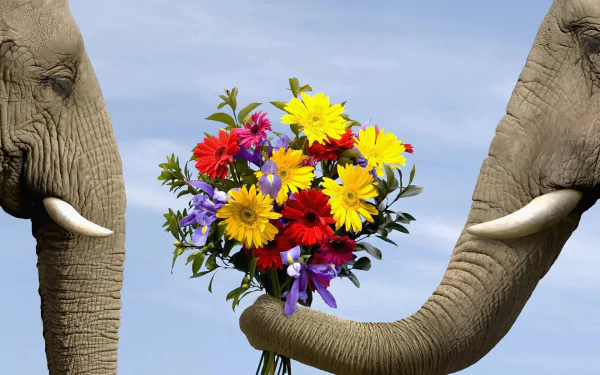 Two elephants gently share a vibrant bouquet of flowers against a clear sky, capturing a moment of love and connection in this HD desktop wallpaper.