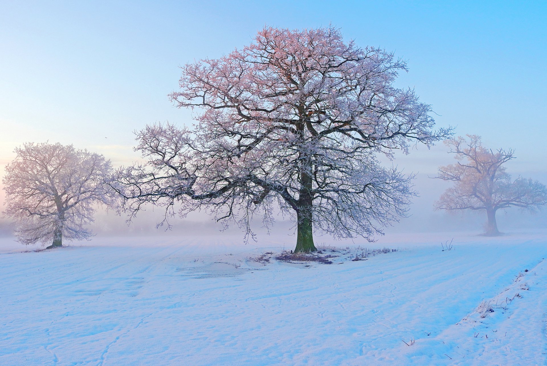A serene winter landscape features snow-covered ground and trees, with soft pink and white hues blending into a tranquil blue sky, creating a stunning HD desktop wallpaper.