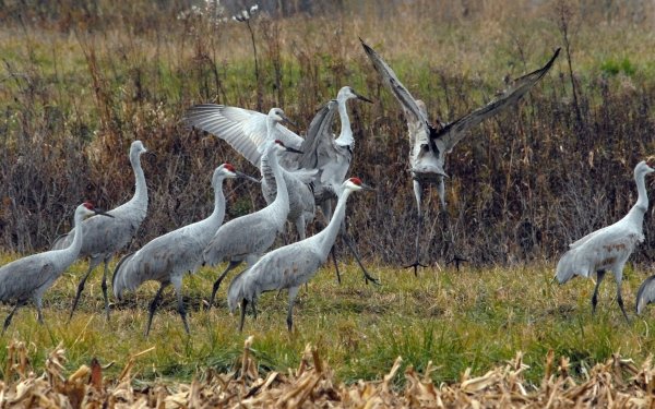 Animal Sandhill Crane Birds Cranes HD Wallpaper | Background Image