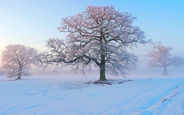 Earth Winter Tree Snow Pink White HD Wallpaper | Background Image