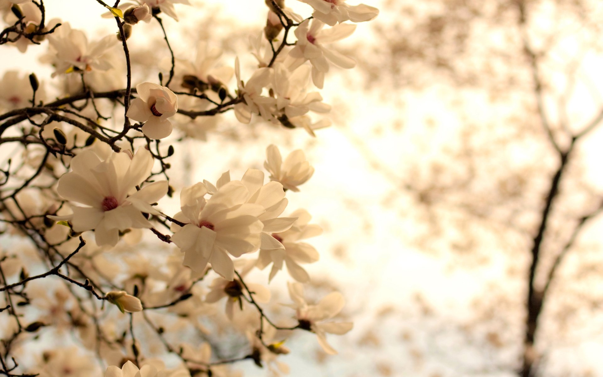 HD wallpaper of white blossoms on tree branches, highlighted by a soft, warm backlight, creating a serene nature background.