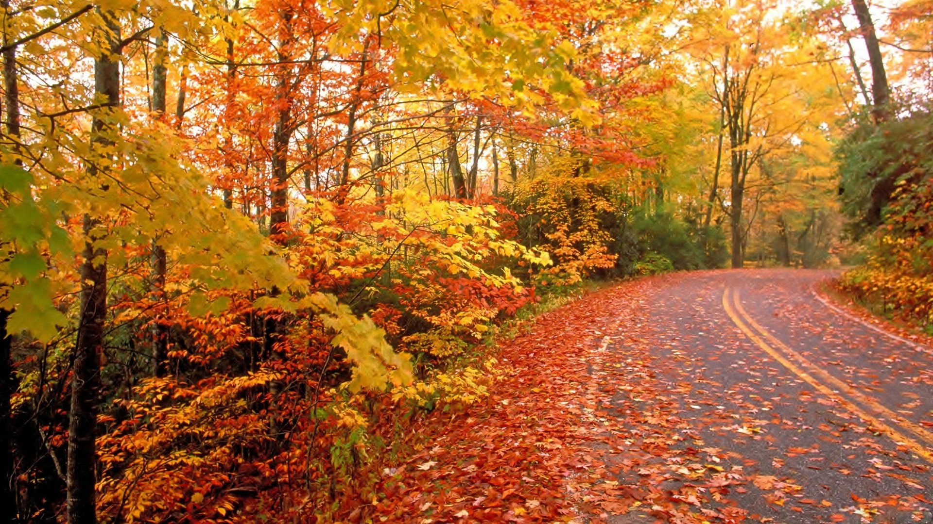Autumn Roadway: A Stunning Man-Made Path Through Fall Foliage ...