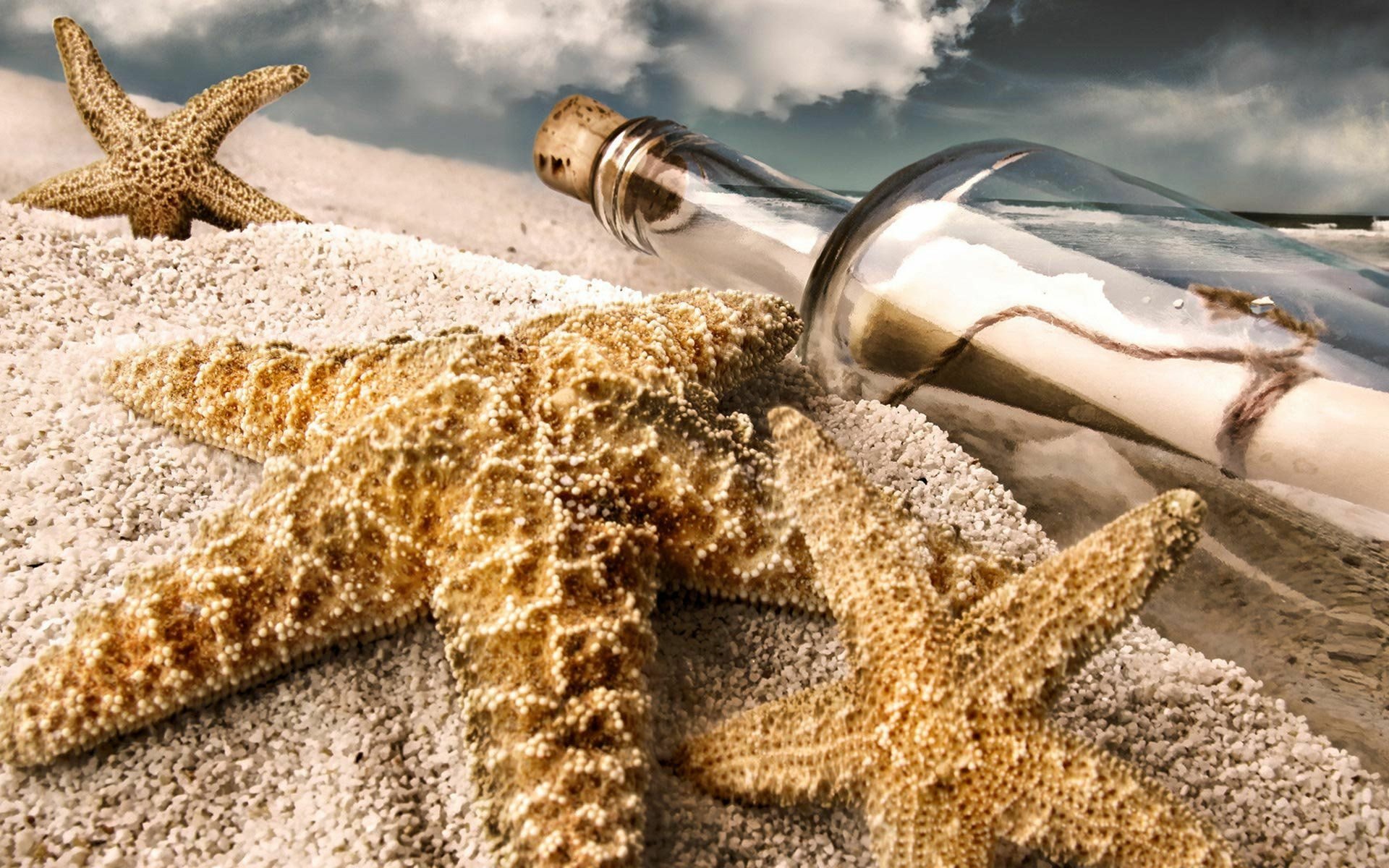 Starfish HD Wallpaper