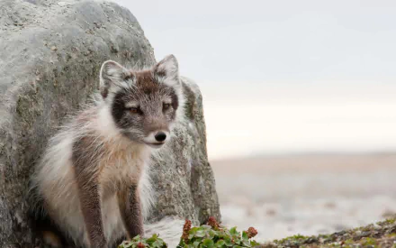 Animal arctic fox HD Desktop Wallpaper | Background Image