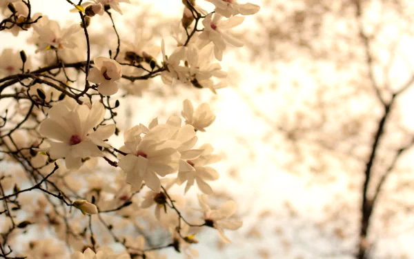 HD wallpaper of white blossoms on tree branches, highlighted by a soft, warm backlight, creating a serene nature background.