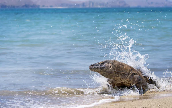 A Komodo dragon emerges from the waves onto a sandy beach, creating splashes in the clear blue water. This striking image serves as an HD desktop wallpaper and background.