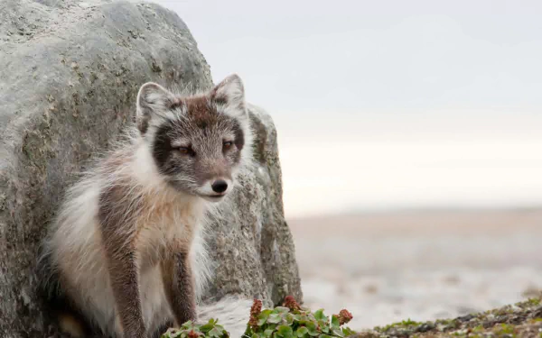 Animal arctic fox HD Desktop Wallpaper | Background Image
