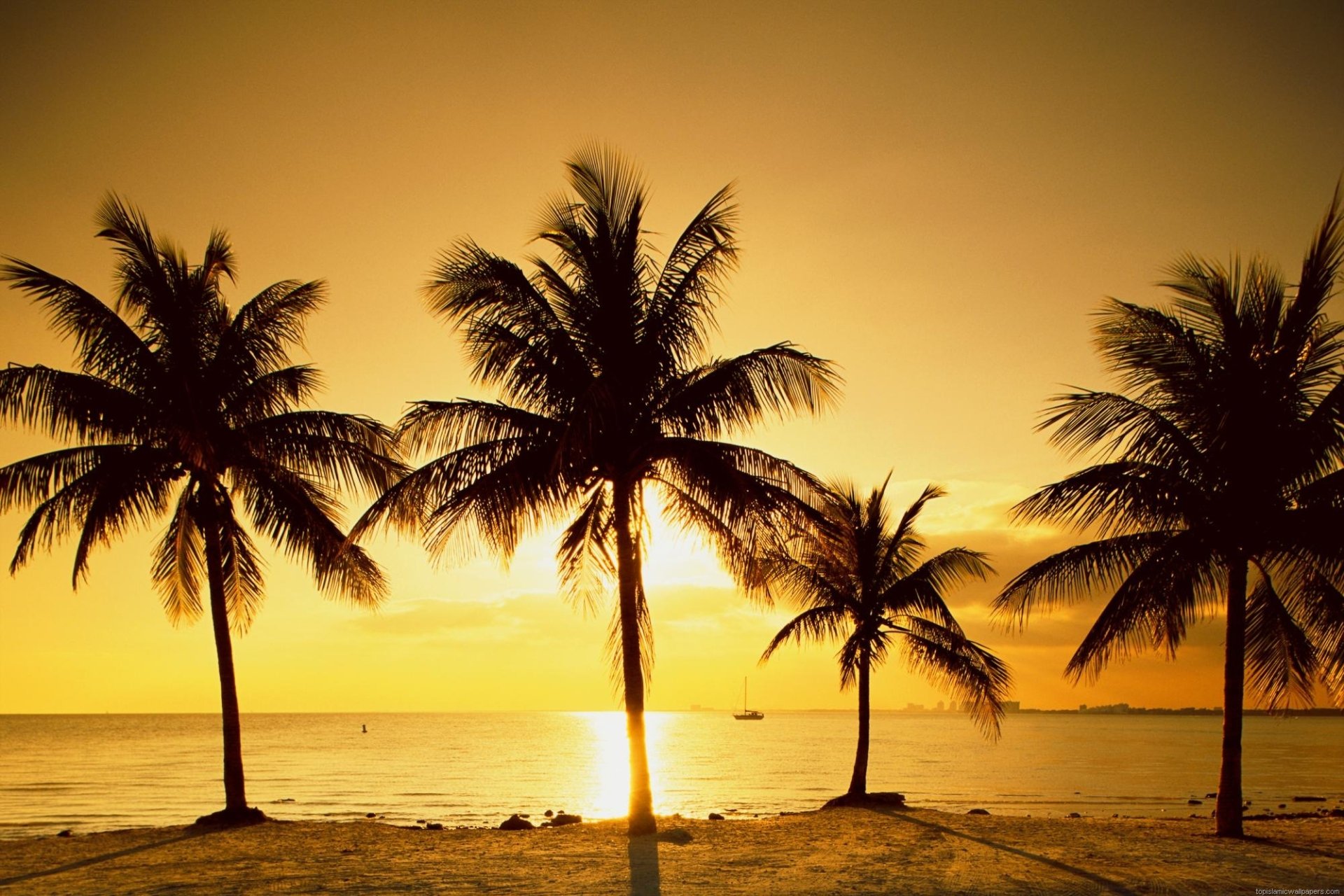 HD desktop wallpaper featuring a serene beach at sunset, with tall palm trees silhouetted against a golden sky.