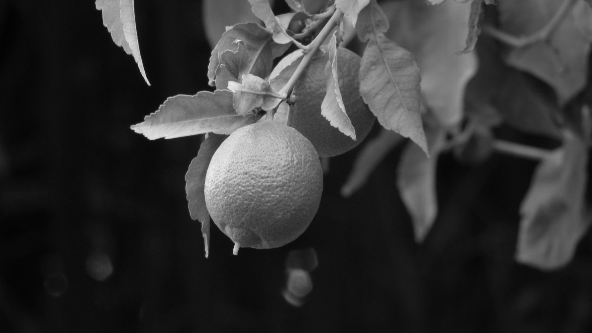 Download Black & White Food Lemon HD Wallpaper