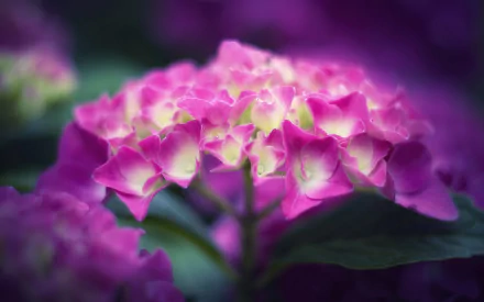A vibrant close-up of a pink hydrangea flower, showcasing its delicate petals against a softly blurred background, serves as an enchanting HD PC desktop wallpaper.