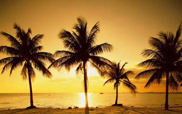 HD wallpaper of a serene beach sunset with silhouettes of palm trees against a golden sky, perfect for desktop backgrounds.