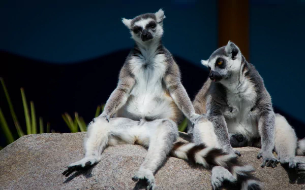 HD desktop wallpaper featuring two lemurs sitting on a rock against a dark blue background.