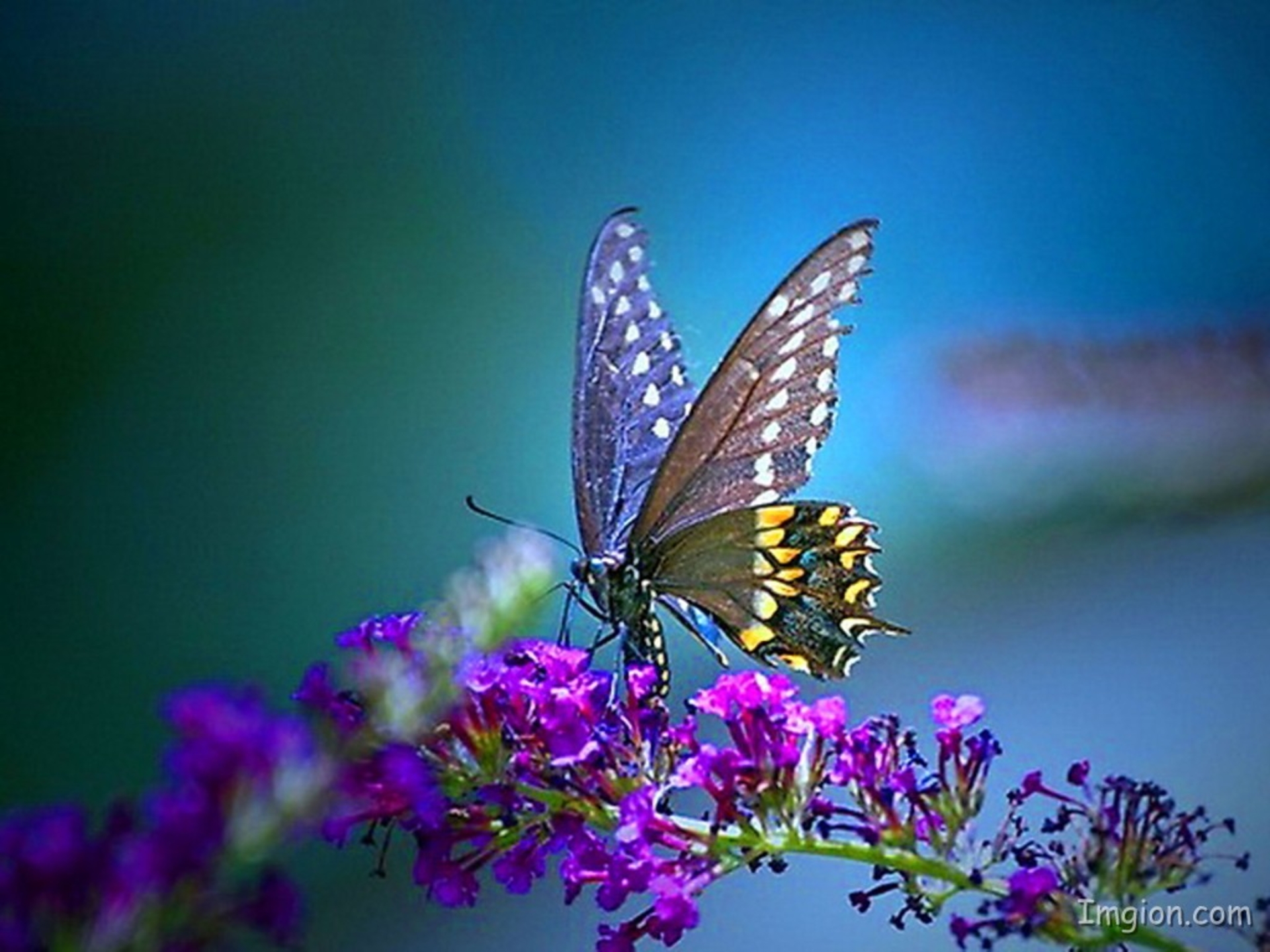 Vivid Butterfly Beauty HD Animal Wallpaper