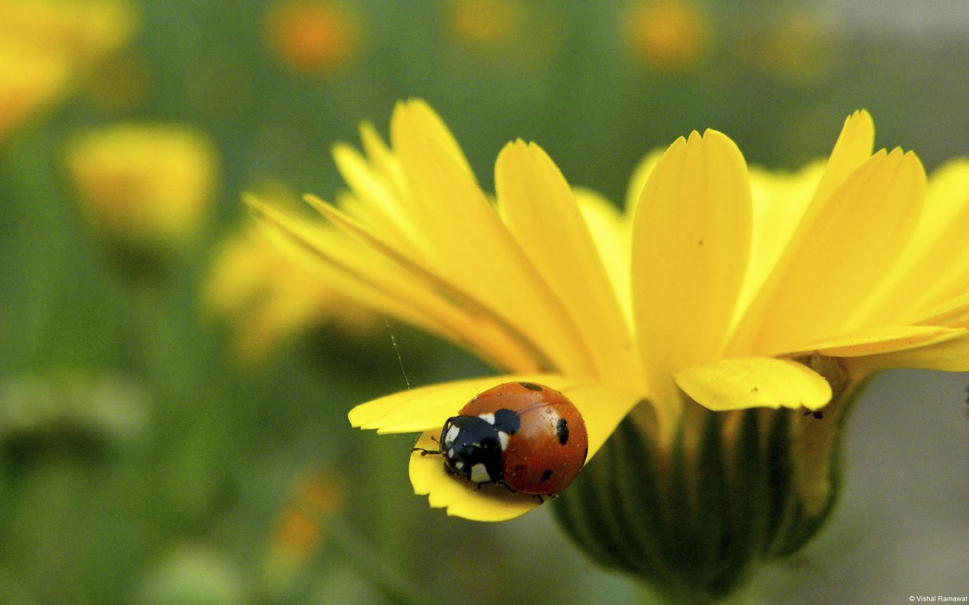 HD PC desktop wallpaper: close-up of a ladybug (animal) resting on a bright yellow daisy petal with soft green bokeh background.