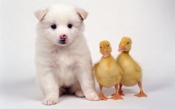 180 Mignon Fonds D Ecran Hd Arriere Plans