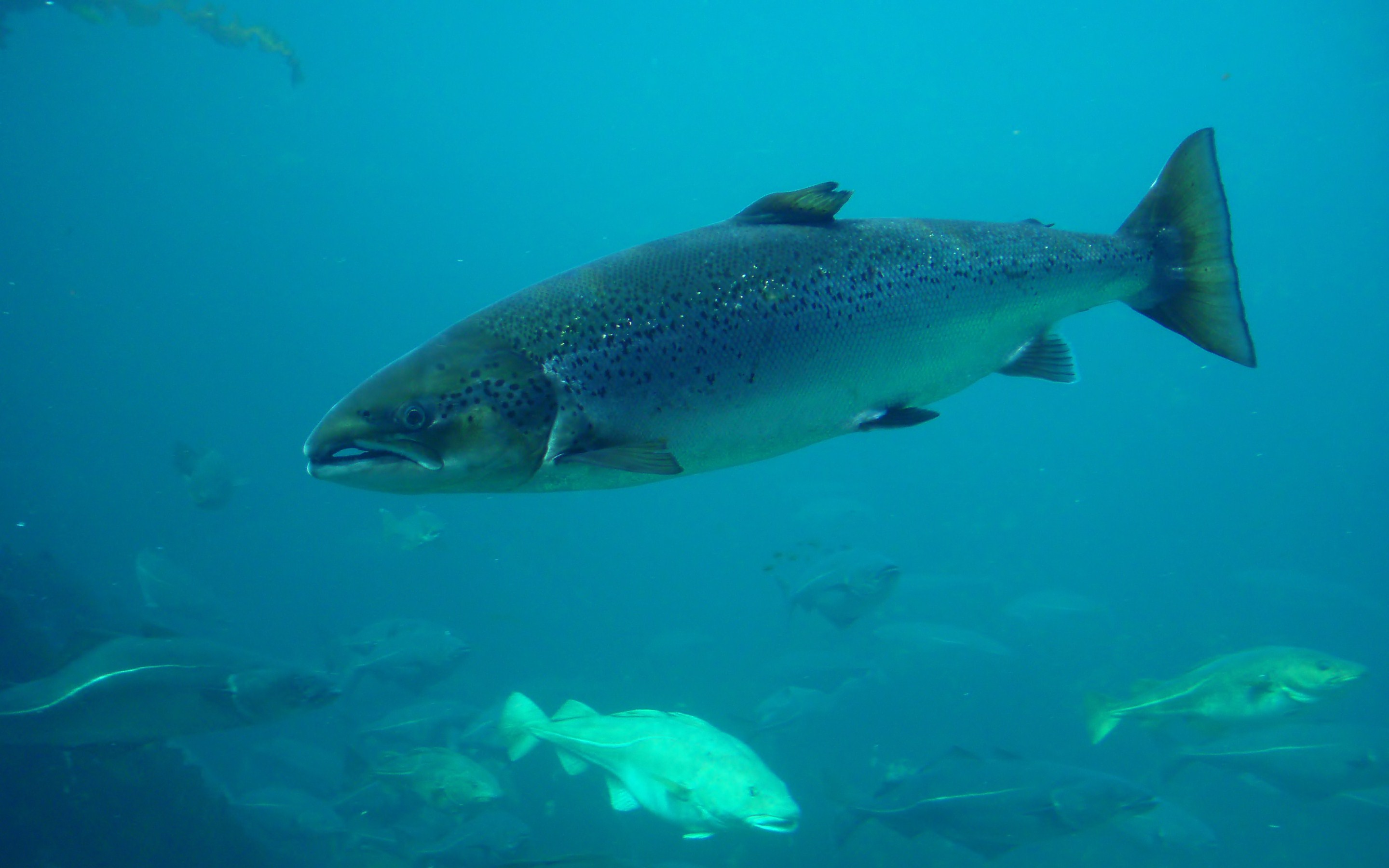 Salmon Is Swimming Under Water Background Pictures Of A Chinook Salmon  Background Image And Wallpaper for Free Download