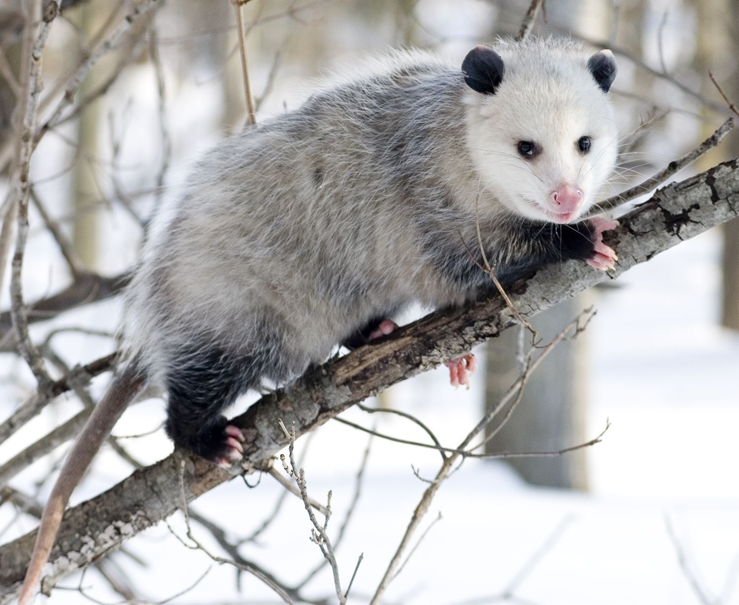 10+ Opossum HD Wallpapers and Backgrounds