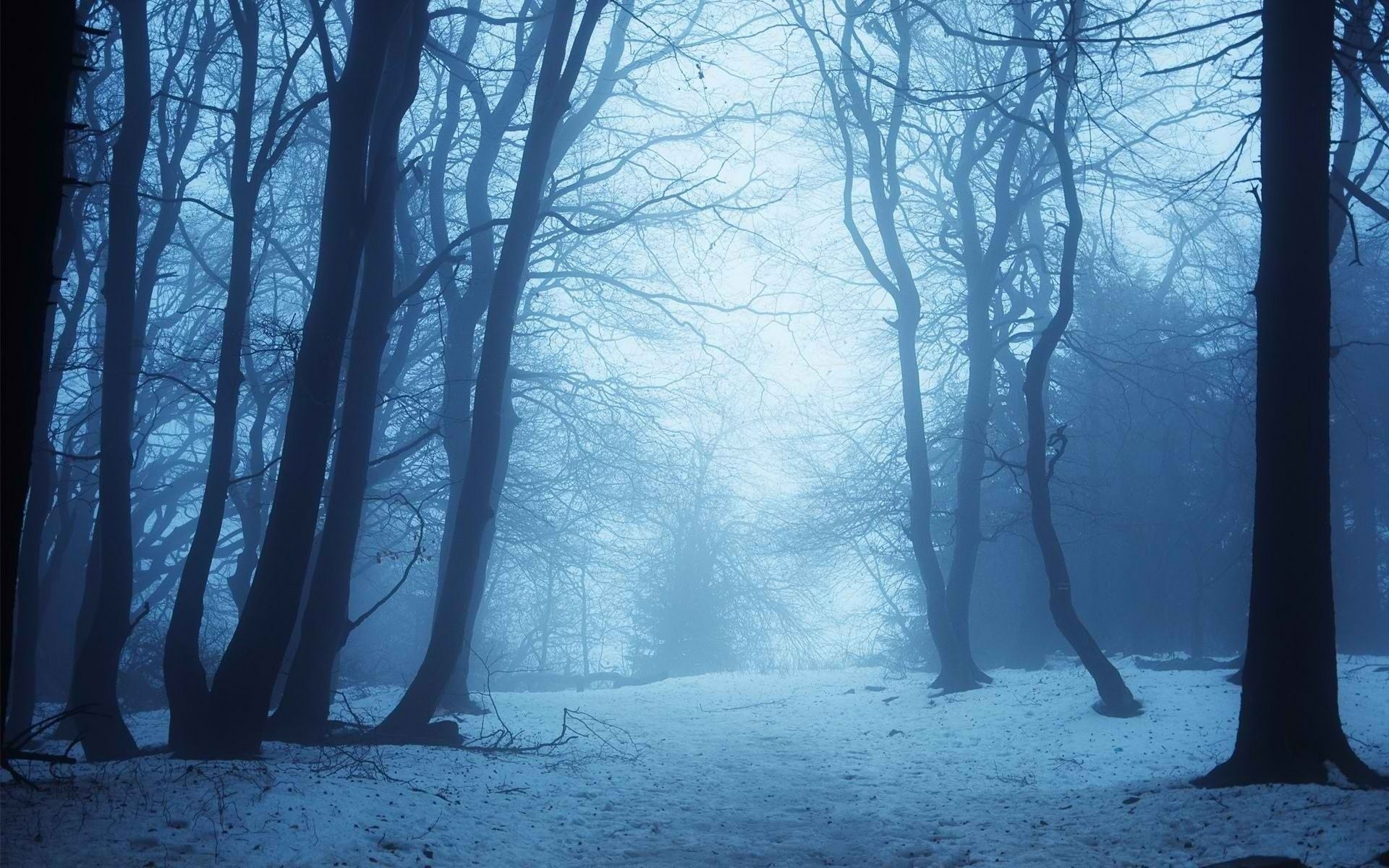 Mystic Winter Forest HD Wallpaper | 1920x1200 | Wallpaper Abyss